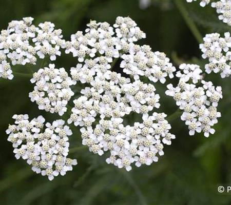 Achillea millefolium