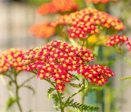 Achillea millefolium 'Paprika'