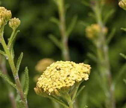 Achillea millefolium 'Sunny Seduction'