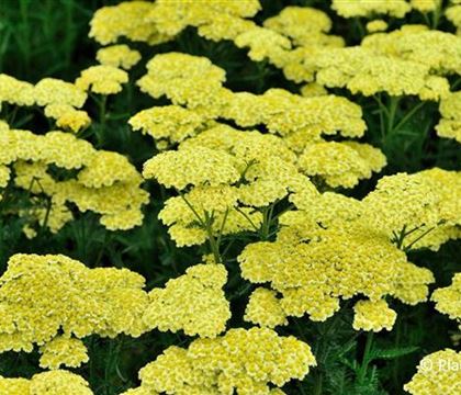 Achillea millefolium 'Sunny Seduction'