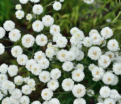 Achillea ptarmica 'The Pearl'