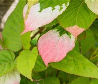 Actinidia kolomikta