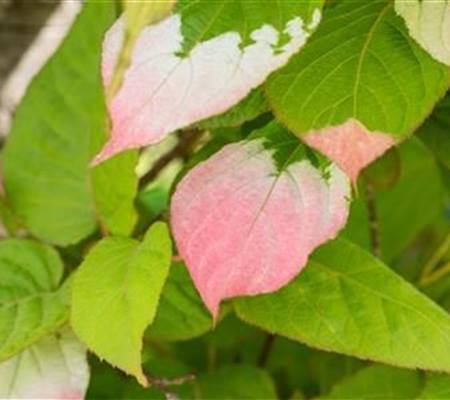 Actinidia kolomikta