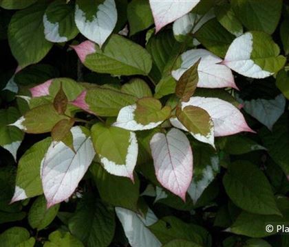 Actinidia kolomikta