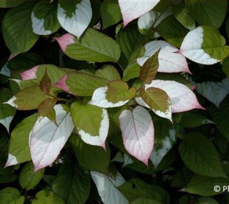 Actinidia kolomikta
