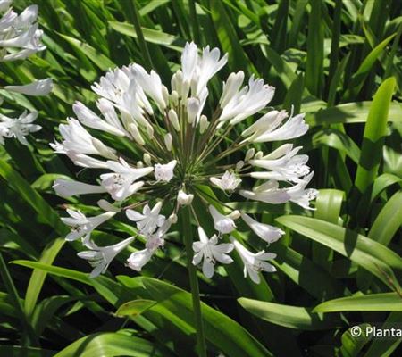 Agapanthus africanus 'Albus'