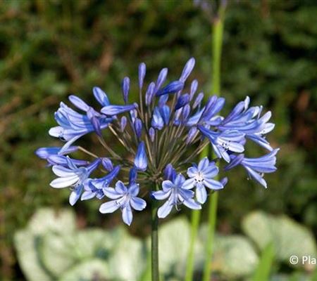 Agapanthus africanus 'Dr Brouwer' Agapanthus africanus 'Dr Brouwer'