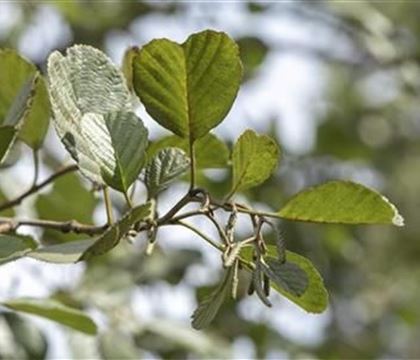 Alnus glutinosa