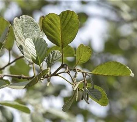 Alnus glutinosa