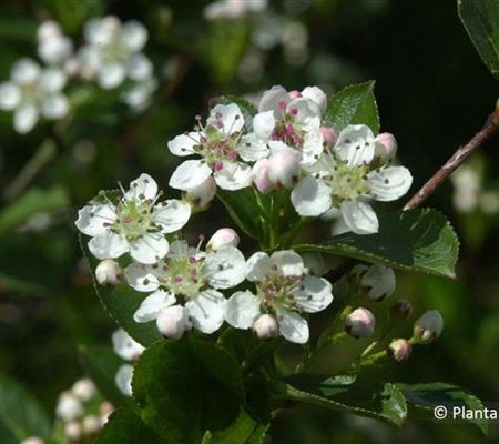 Aronia prunifolia (x) 'Viking'