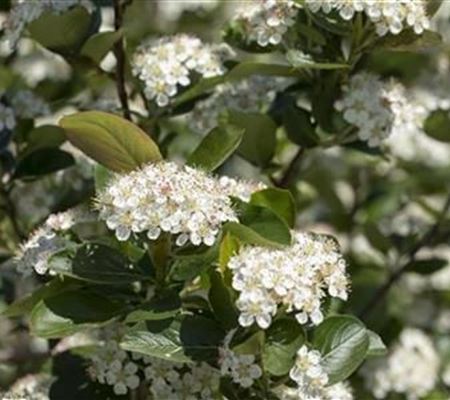 Aronia prunifolia (x) 'Viking'