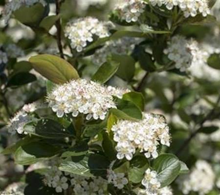 Aronia prunifolia (x) 'Viking'
