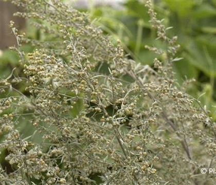 Artemisia absinthium Artemisia absinthium