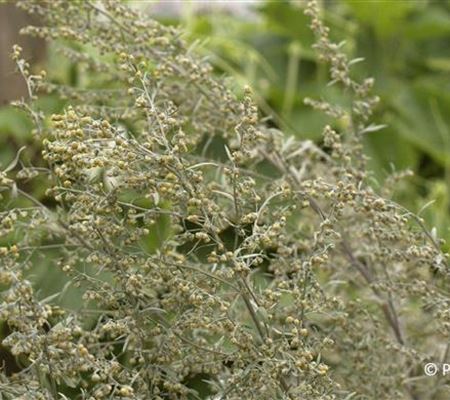 Artemisia absinthium Artemisia absinthium