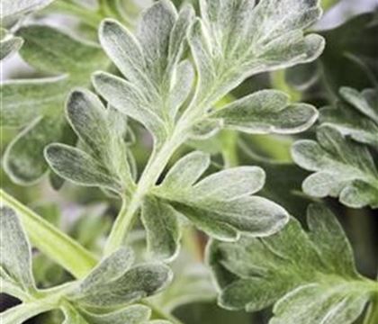 Artemisia absinthium