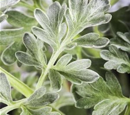 Artemisia absinthium
