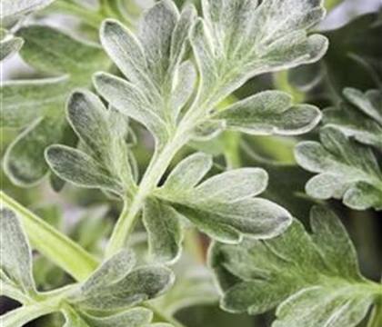 Artemisia absinthium