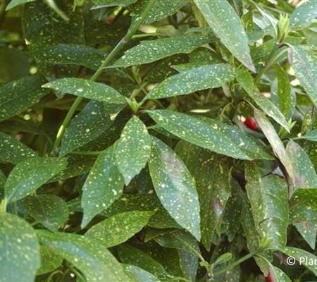 Aucuba japonica 'Variegata'