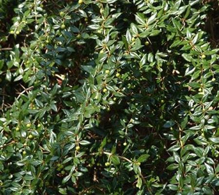 Berberis frikartii (x) 'Amstelveen' Berberis frikartii (x) 'Amstelveen'