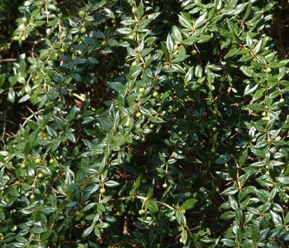 Berberis frikartii (x) 'Amstelveen' Berberis frikartii (x) 'Amstelveen'