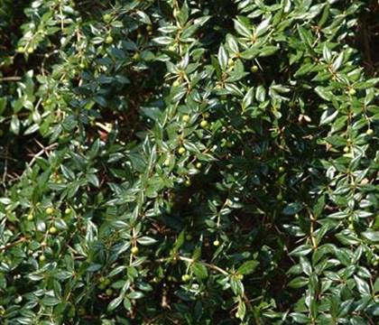 Berberis frikartii (x) 'Amstelveen'