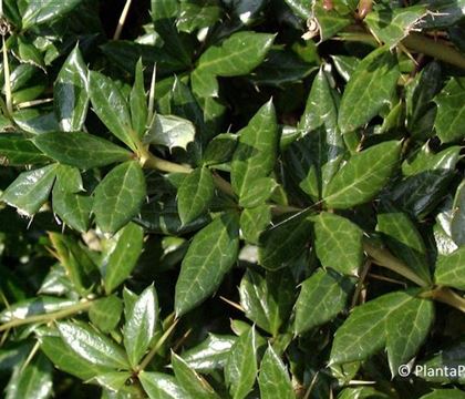 Berberis frikartii (x) 'Telstar' Berberis frikartii (x) 'Telstar'