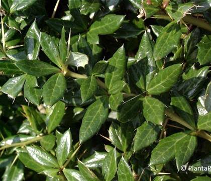 Berberis frikartii (x) 'Telstar'