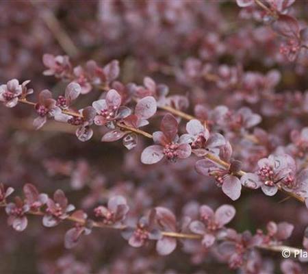Berberis ottawensis (x) 'Superba'