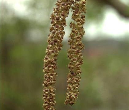 Betula albosinensis