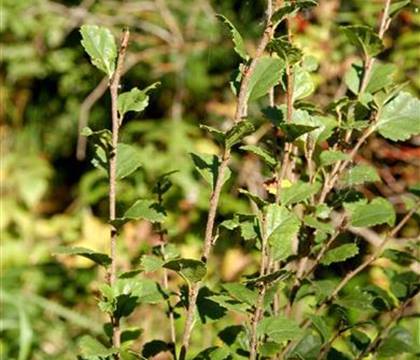 Betula humilis