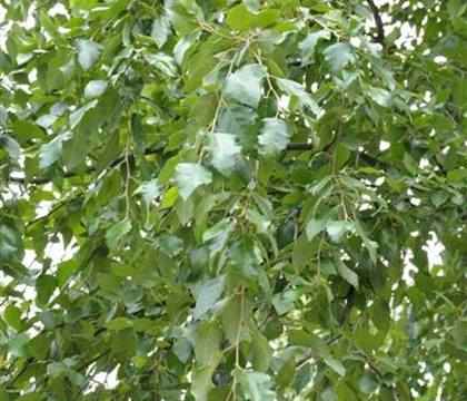 Betula nigra