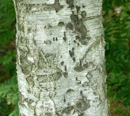 Betula pubescens
