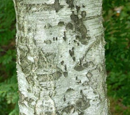 Betula pubescens