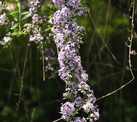 Buddleja alternifolia