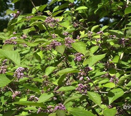 Callicarpa bodinieri var. giraldii