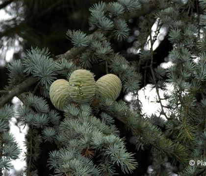 Cedrus libani 'Glauca'