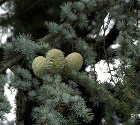 Cedrus libani 'Glauca' Cedrus libani 'Glauca'