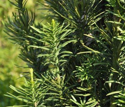 Cephalotaxus harringtonii 'Fastigiata' Cephalotaxus harringtonii 'Fastigiata'