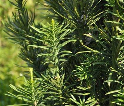 Cephalotaxus harringtonii 'Fastigiata'
