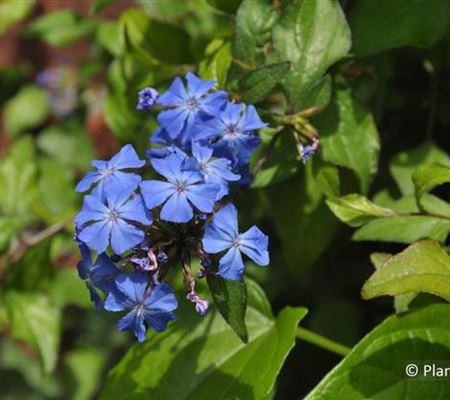 Ceratostigma willmottianum Ceratostigma willmottianum