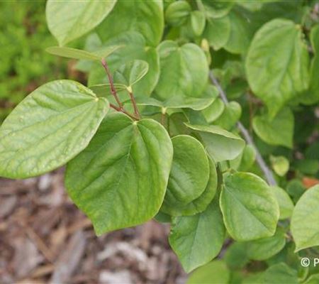 Cercis chinensis 'Avondale' Cercis chinensis 'Avondale'