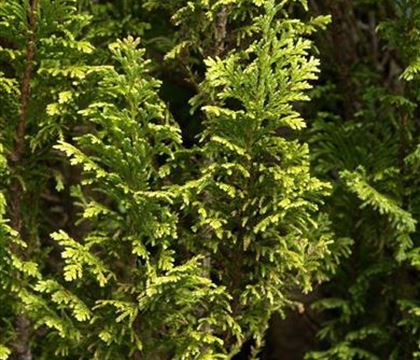 Chamaecyparis lawsoniana 'Ellwood's Gold'