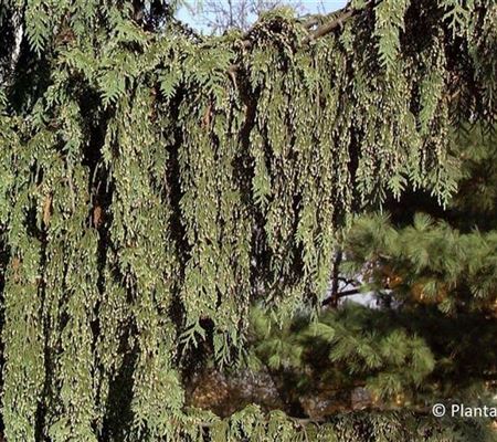 Chamaecyparis nootkatensis 'Pendula'