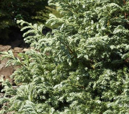 Chamaecyparis pisifera 'Boulevard' Chamaecyparis pisifera 'Boulevard'