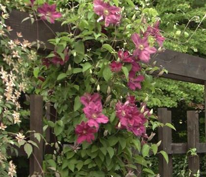 Clematis 'Ernest Markham' Clematis 'Ernest Markham'