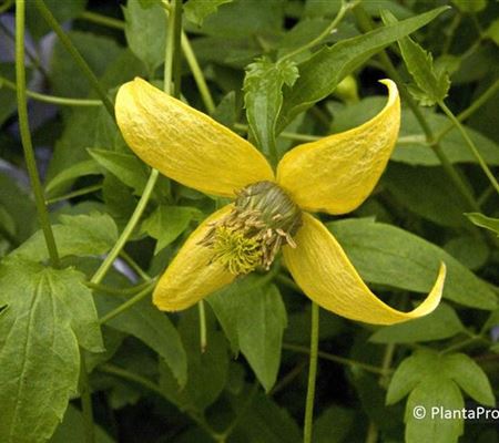 Clematis 'Golden Tiara'