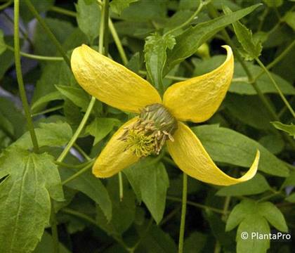 Clematis 'Golden Tiara'