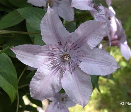 Clematis 'Hagley Hybrid'