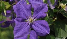 Waldrebe, Clematis