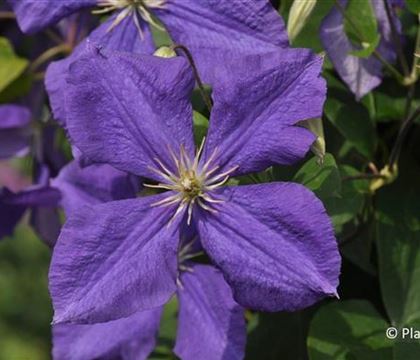 Clematis 'Jackmanii' Clematis 'Jackmanii'